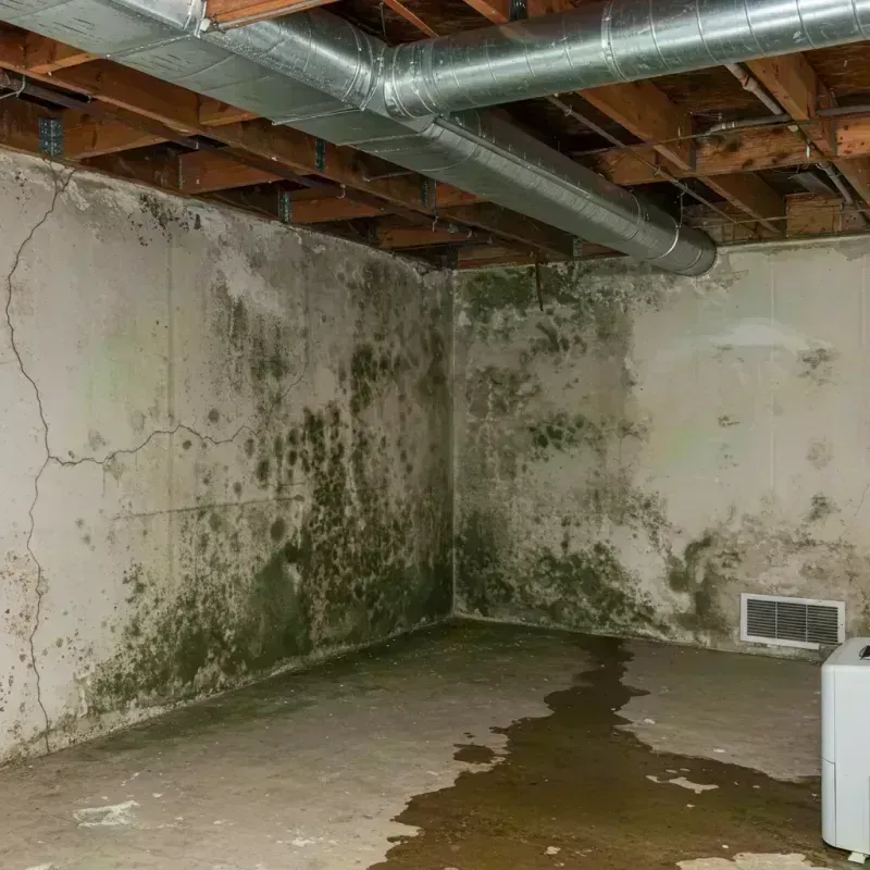 Professional Mold Removal in Hickory County, MO